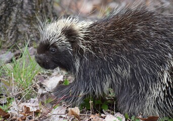 cute porcupine