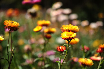 Blooming Helichrysum bracteatum Willdflowers or Straw flower, Everlasting flowers in natural sunlight.