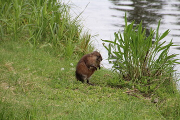 Muskrat On Land, William Hawrelak Park, Edmonton, Alberta