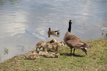 Family of Geese, Gold Bar Park, Edmonton, Alberta