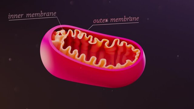 Cross-section view of Mitochondria. Mitochondrion animation. Inside organism.