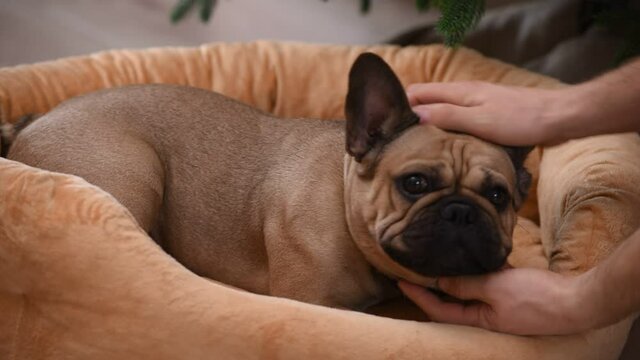 A dog's bed, to which a French bulldog came running. Male hands are stroking the pet.