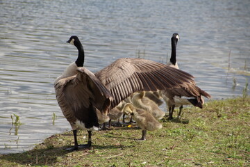 The Family's Wings, Gold Bar Park, Edmonton, Alberta