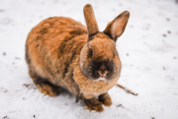 Selective focus photo. Brown rabbit in the snow.