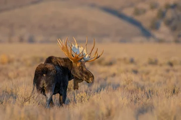Printed kitchen splashbacks Moose Bull Moose