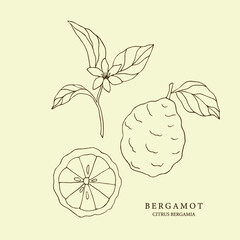 Hand drawn bergamot set. Botanical illustration