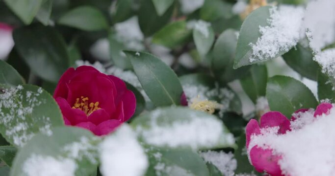 東京の街中に咲く椿と雪