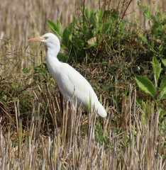 white heron bird 