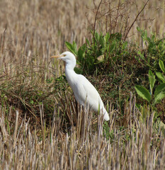 white heron bird 