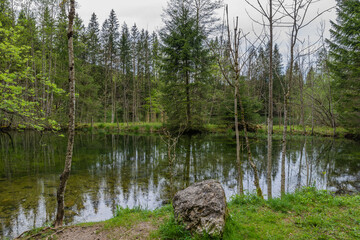 kleiner See im Wald bei trübem Wetter
