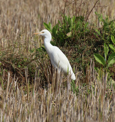 white heron bird 