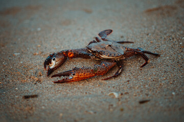 Close up shot of crab on sandy beach at Beyt Dwarka, Gujarat, India. Indian wildlife at beach landscape