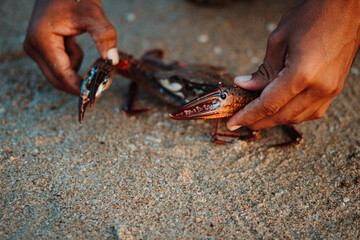 Close up shot of hand holding sea crab by its claw for purpose of study of animals of sea. Education, Learning of marine animals