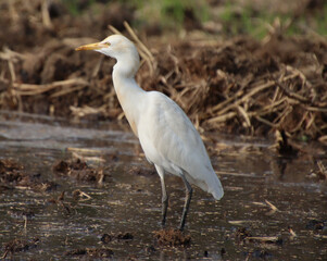 white heron bird 