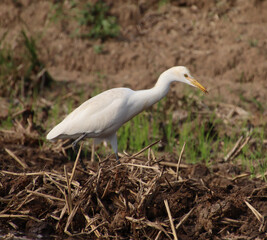 white heron bird 