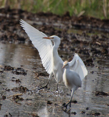 white heron bird 