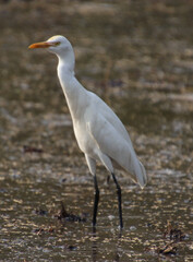 white heron bird 