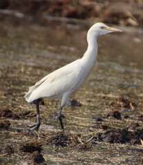 white heron bird 
