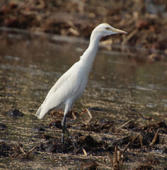 white heron bird 