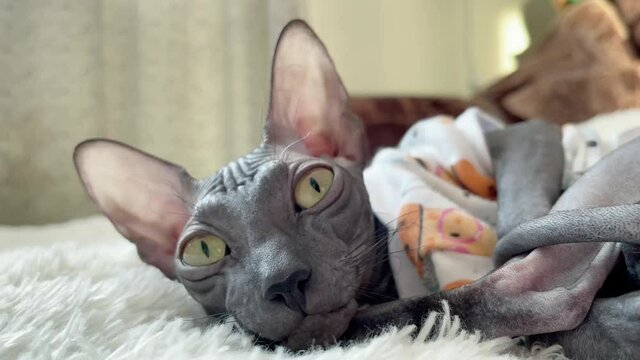 Don sphinx cat dressed in a t-shirt and sleeping on cozy sofa