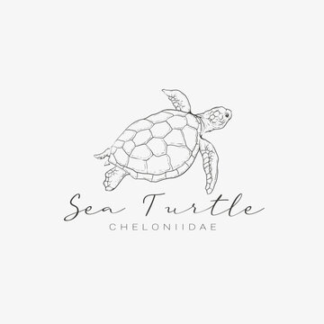 Sea turtle icon logo hand drawn vector illustration isolated on white background.