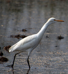 white heron bird 