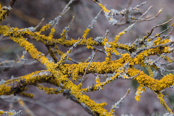Common orange lichen, Xanthoria parietina on branch of tree