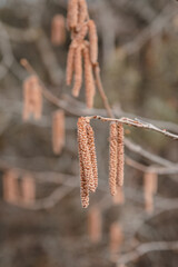 Flower catkins of hazel tree Coryllus avellana in spring