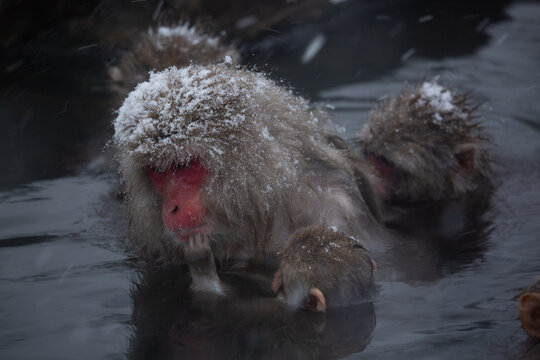 Snowmonkey