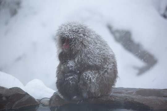 雪猿 Images – Browse 587 Stock Photos, Vectors, and Video | Adobe