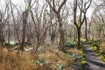 Fototapeta premium a fascinating winter forest in the sunlight