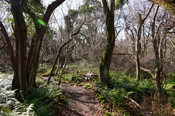 Fototapeta premium a lonely winter forest with a path