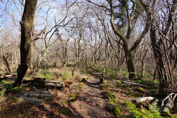 a fascinating winter forest in the sunlight