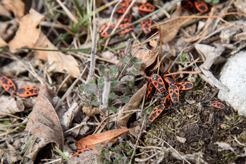 The firebugs Pyrrhocoris apterus in nature