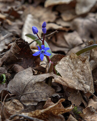 First spring flowers of Scilla bifolia, the alpine squill or two-leaf squill