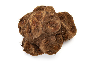 ヤツガシラ © Caito