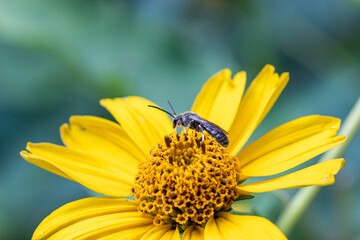 Small wasp sitting on a yellow flower on a hot summer day close up 