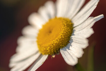 Obraz premium Snow-white chamomile, close up 