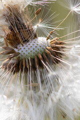 Light, fluffy dandelion, with feathers sticking out like arrows 