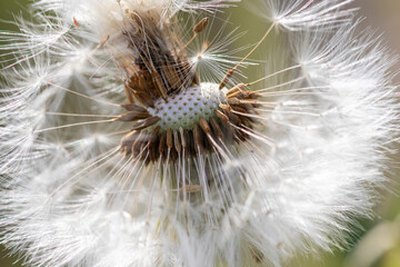 Light, fluffy dandelion, with feathers sticking out like arrows 