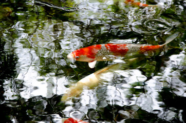 Colorful Carp fish are swiming in the pond