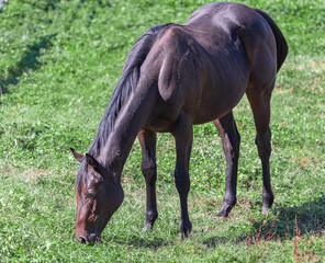 Brown horse grazing on mountain pasture in Canada. Grazing horse