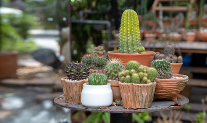 decoration minimal garden with cactus tree