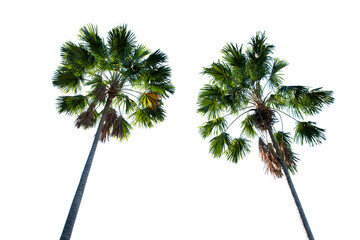 Asian fan palmyra (Borassus ) includes timber, fiber, and fruit.  on white background isolate.