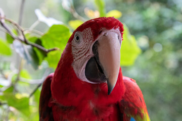 Fototapeta premium Exotic birds to be seen at the Birds of Eden Sanctuary on the Garden Route outside Plettenberg Bay in South Africa