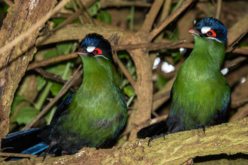 Exotic birds to be seen at the Birds of Eden Sanctuary on the Garden Route outside Plettenberg Bay...