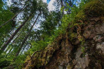 Fototapeta na wymiar im Wald, Blick nach oben mit Felsen, Moos und Bäumen