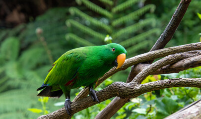 Exotic birds to be seen at the Birds of Eden Sanctuary on the Garden Route outside Plettenberg Bay in South Africa