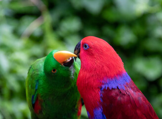 Exotic birds to be seen at the Birds of Eden Sanctuary on the Garden Route outside Plettenberg Bay in South Africa