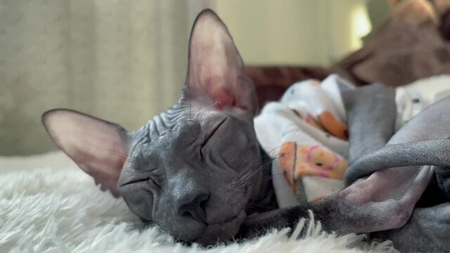 Don sphinx cat dressed in a t-shirt and sleeping on cozy sofa